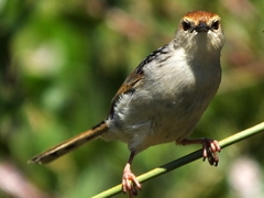 Cisticola fulvicapilla fulvicapilla