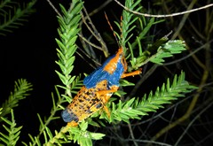 Petasida ephippigera