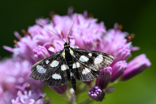 Anania funebris