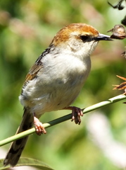 Cisticola fulvicapilla fulvicapilla