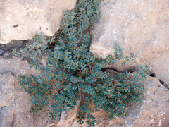 Euphorbia cinerascens