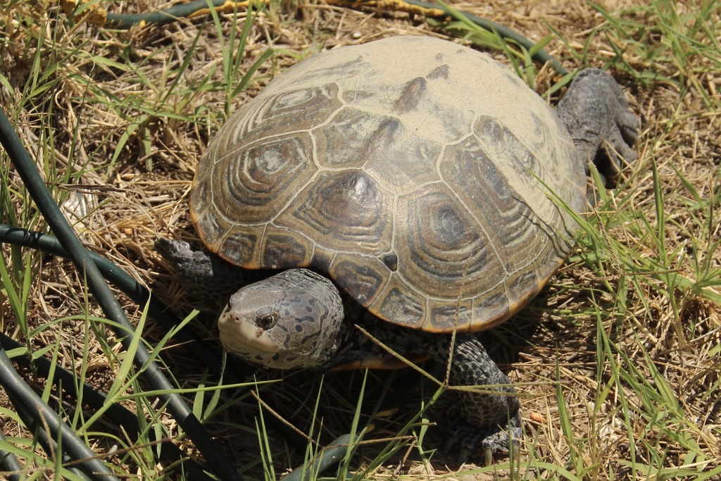 Northern Diamondback Terrapin in July 2023 by Ty Smith. Female ...