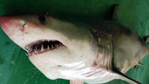 Shark