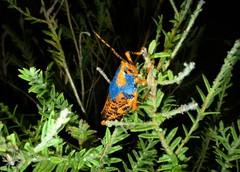 Petasida ephippigera