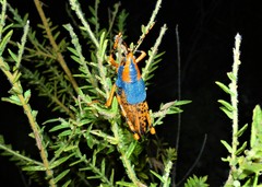 Petasida ephippigera