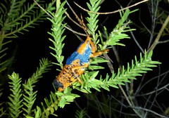 Petasida ephippigera