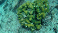 Pocillopora inflata