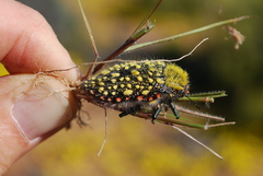Julodis
