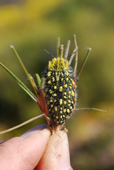 Julodis
