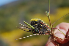 Julodis