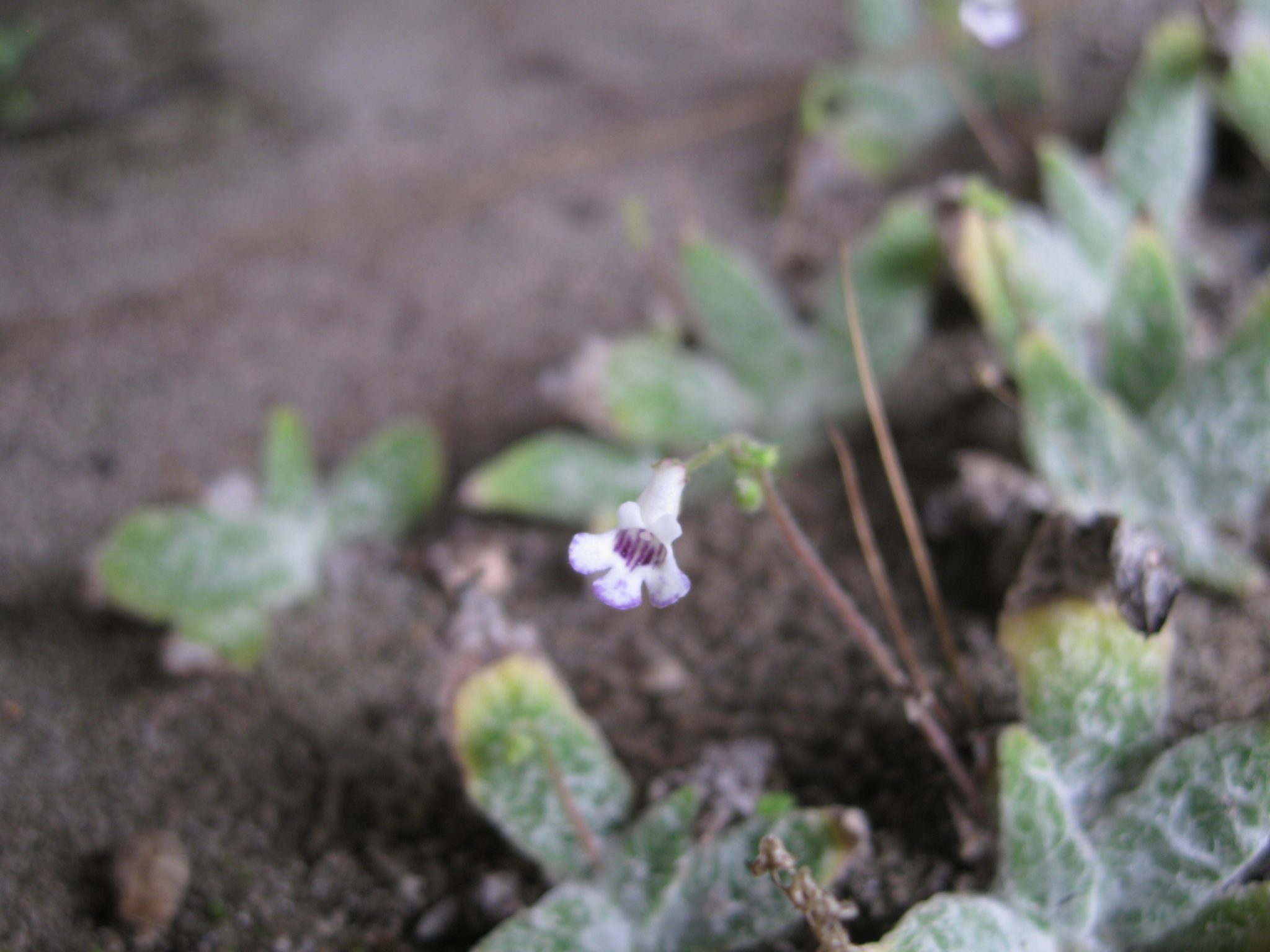 Streptocarpus lanatus