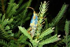 Petasida ephippigera