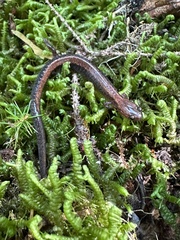 Plethodon cinereus image