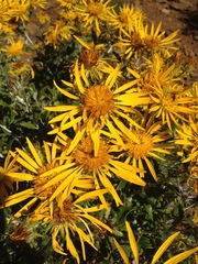 Berkheya fruticosa