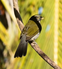Saltator albicollis