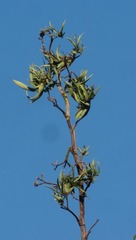 Agave karatto