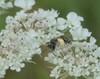 Carrot Mining Bee - Photo (c) irina_pavlova, some rights reserved (CC BY-NC)