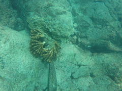 Pocillopora grandis