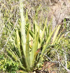Agave karatto