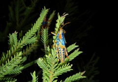 Petasida ephippigera