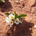 Euphorbia itremensis - Photo (c) Lauren Gardiner,  זכויות יוצרים חלקיות (CC BY-NC-SA), הועלה על ידי Lauren Gardiner
