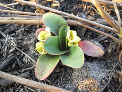 Euphorbia quartziticola