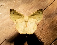 Erastria decrepitaria