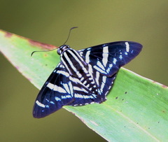 Elbella