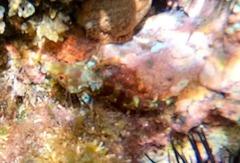 Malacoctenus triangulatus