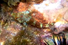 Malacoctenus triangulatus