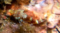 Malacoctenus triangulatus