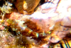 Malacoctenus triangulatus