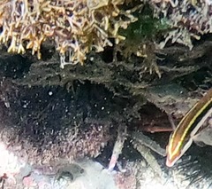 Eucidaris tribuloides