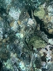 Myrichthys breviceps