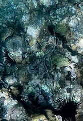 Myrichthys breviceps