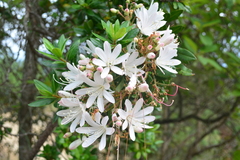 Bejaria aestuans