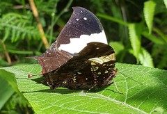 Hypna clytemnestra huebneri