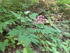 Actaea × ludovicii
