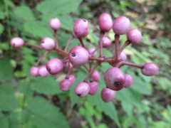Actaea × ludovicii