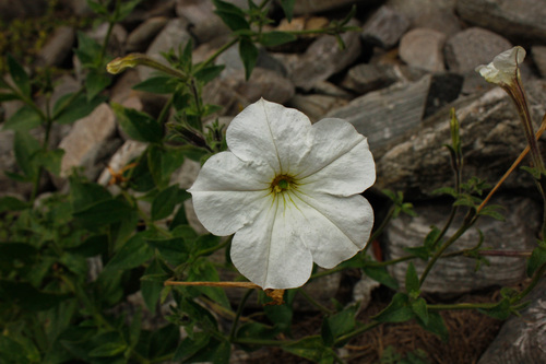 Petunia axillaris