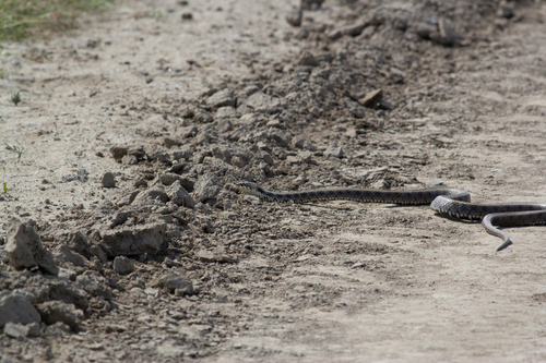 grass snake