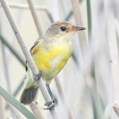 Pseudocolopteryx flaviventris