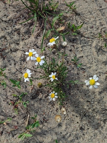 Image of Anthemis ruthenica by (c) Igor Balashov, some rights reserved (CC BY)