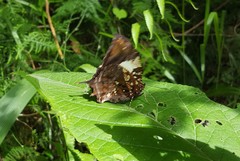 Hypna clytemnestra huebneri