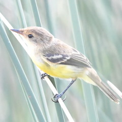 Pseudocolopteryx flaviventris