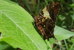 Hypna clytemnestra huebneri