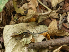 Holcosus leptophrys