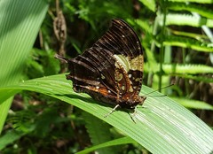 Hypna clytemnestra huebneri