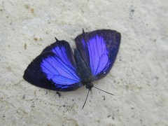 Arhopala