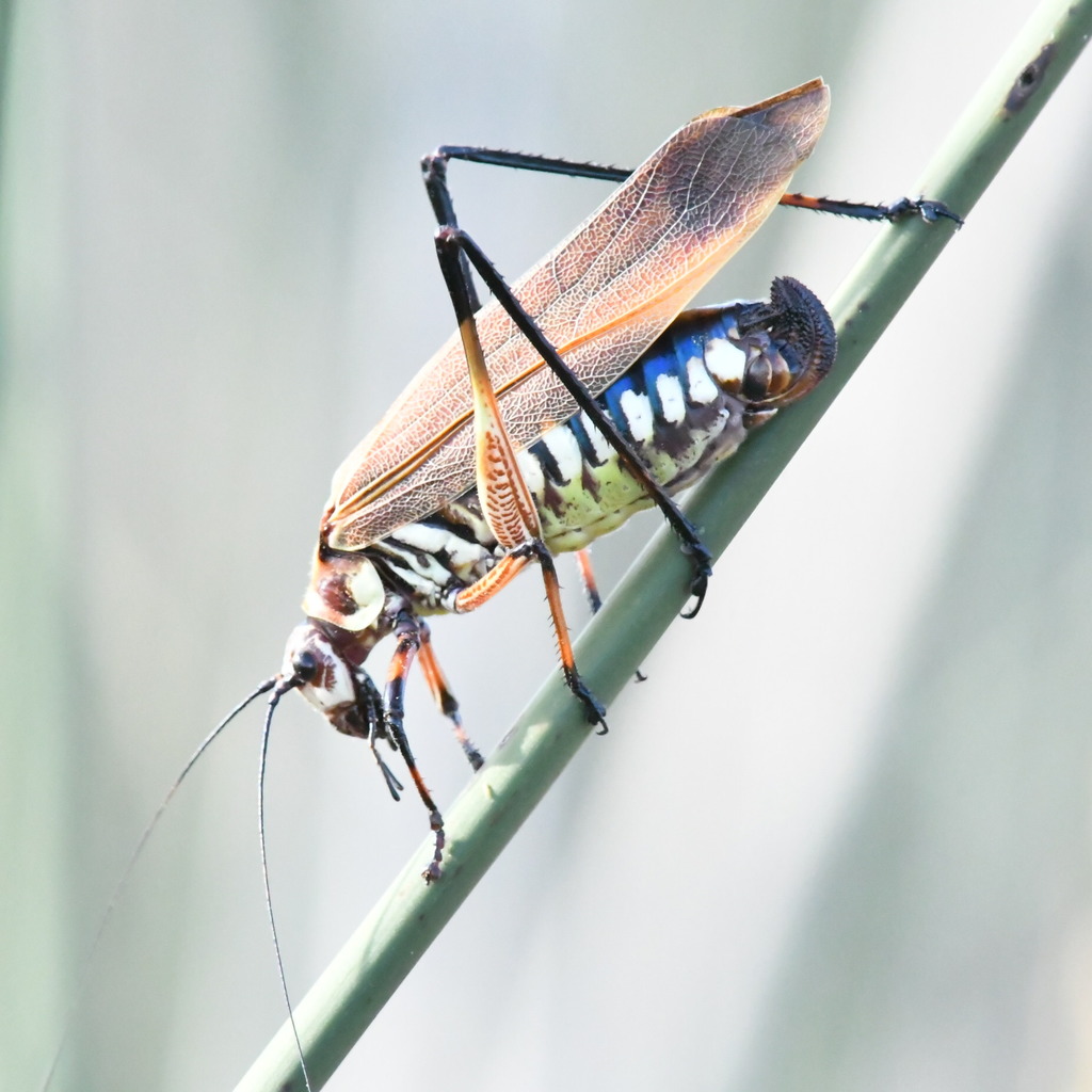 Scaphura